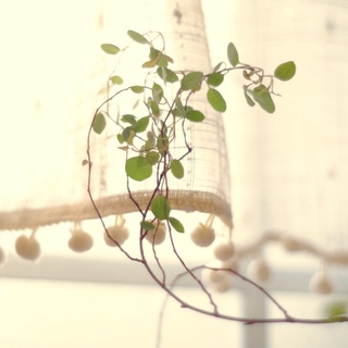 お部屋のワンポイントに♪手作り「カフェカーテン」でお部屋の模様替えをしてみない？