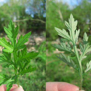 日本にハーブの女王様がいた！「よもぎ」を生活に取り入れよう♪