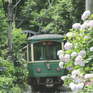 古都鎌倉でアジサイ散策。絶景スポットと、併せて寄りたい周辺のおすすめカフェ