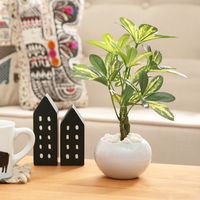 お世話不要で消臭 抗菌効果も 光触媒 観葉植物 のインテリア例 キナリノ