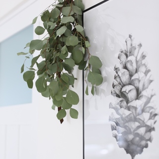 リースやアロマにも*グングン育つ「ユーカリ」の育て方と素敵な活用法