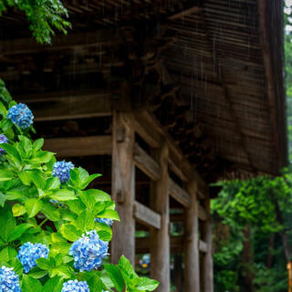 「あじさい寺」には朝一番に。美しい境内と和食処に癒される大人の北鎌倉散策へ