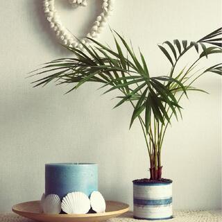 日陰のお部屋でもよく育つ。初心者さんにおすすめの観葉植物6選