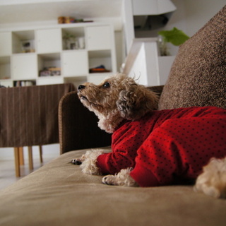 北欧＆シンプルスタイルの部屋で楽しむ「犬のいる暮らし」