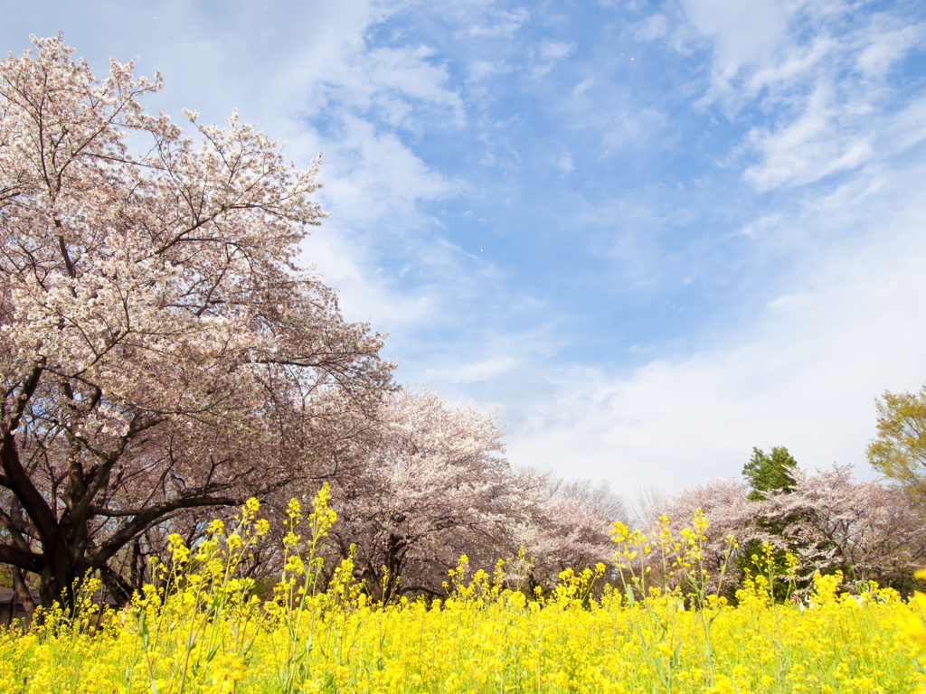 関東周辺四季の花巡り 関東周辺四季の花巡り 地図・旅行ガイド