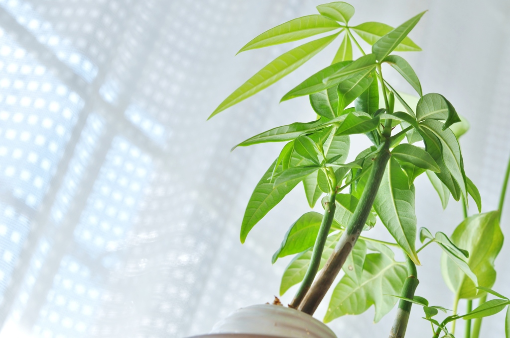 育て方もきちんと知っておこう 観葉植物の定番 パキラ の素敵再発見 キナリノ