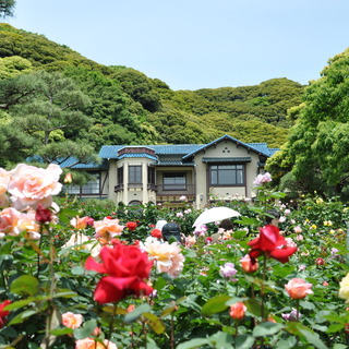 バラの季節が来た♪今が見ごろ！「鎌倉文学館」のバラを見に行こう☆