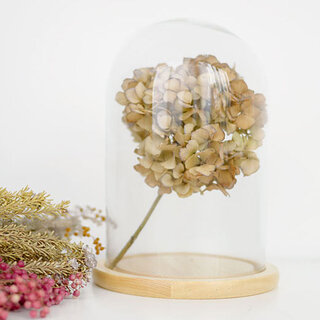 被せるだけでお店のようなインテリアが叶う！「ガラスドーム」のある風景