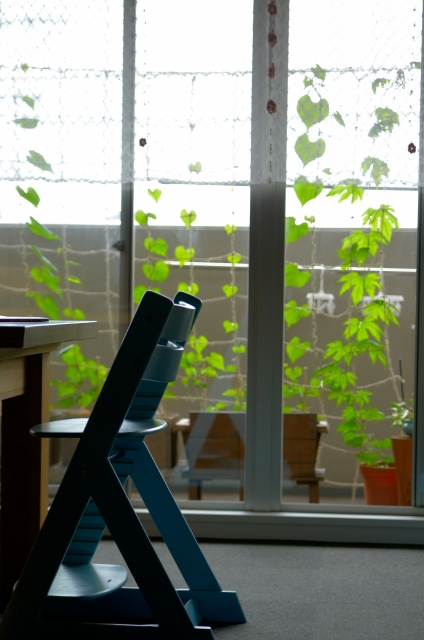 今年の夏は朝顔でグリーンカーテン 育て方のコツとポイント キナリノ