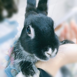 都心で可愛い動物に会える！リピーターになっちゃう“動物カフェ”案内