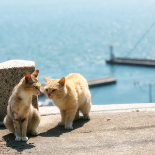 「島時間」に身をゆだねて過ごす旅。日本の離島へ出かけてみませんか。