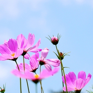 可憐に咲くコスモス♡秋を感じるコスモス（秋桜）の名所8選