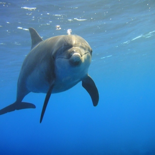 100%イルカに出会える?!ドルフィンスイムにウォッチング♪東京「御蔵島」で夏の思い出を作ろう
