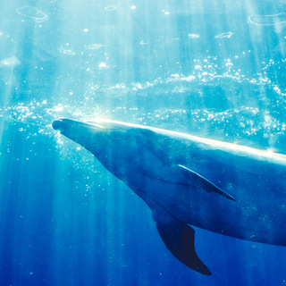 一面ブルーの世界に癒される。東京・神奈川で人気の水族館へ出かけませんか