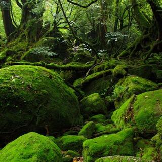 縄文杉ともののけ姫の森へ。生命の神秘が秘められた世界遺産【屋久島】