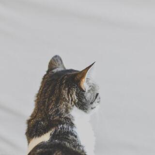 マイペースで甘え上手♪ちょっと、うらやましいね。『猫』に学ぶ「心地よい生き方」