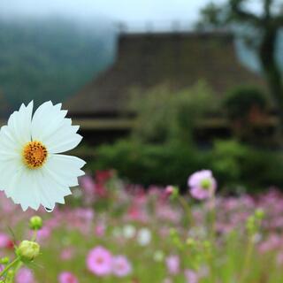 秋の花咲く里山で。懐かしい風景と出会う“わたしの京都旅”