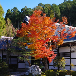 自分を見つめなおす旅へ。京都の禅寺で過ごす「枯山水」の楽しみ方