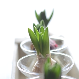 成長過程も楽しもう。今から育てて春を待つ、ヒヤシンスの水栽培