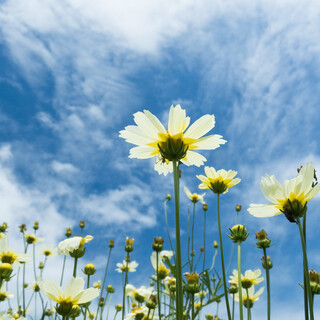 コンプレックスを克服し、自信に満ちた"凛とした自分"になる方法