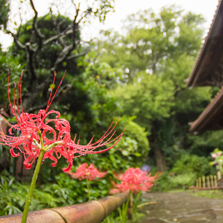 萩、彼岸花…秋の訪れを感じに。初秋の《鎌倉さんぽ》モデルコース