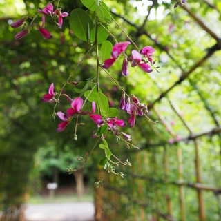 ゆったり下町を散策してみよう♪《墨田区・向島エリア》おすすめお散歩スポット5選