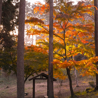 てくてく秋色探しに。《山・渓谷・湖》東京から日帰り◎紅葉スポット（見ごろ情報付）