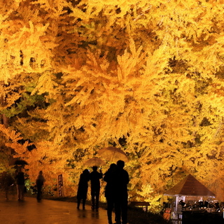 運が良ければ秋と冬を一度に味わえるかも。11月以降も楽しめる【青森】の紅葉名所