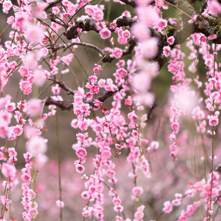 桃色に染まった風景に魅せられて……九州地方でのおすすめ梅林9選