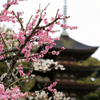 桃色に染まった風景に魅せられて……中国地方でのおすすめ梅林7選