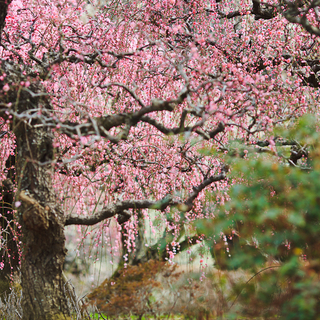 桃色に染まった風景に魅せられて……四国地方でのおすすめ梅林8選
