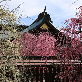 桃色に染まった風景に魅せられて……近畿地方（奈良・三重・兵庫・滋賀）での梅の名所10選