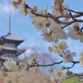 桃色に包まれた風景に魅せられよう！関東地方（神奈川）での梅の名所7選