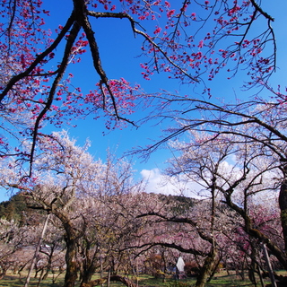 桃色に包まれた風景に魅せられよう!関東地方(群馬、栃木、埼玉)での梅の名所12選