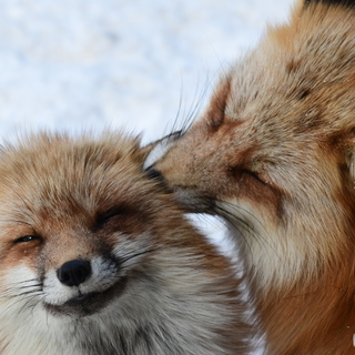 100匹以上のキツネに囲まれる！国内唯一のキツネ動物園【宮城蔵王キツネ村】