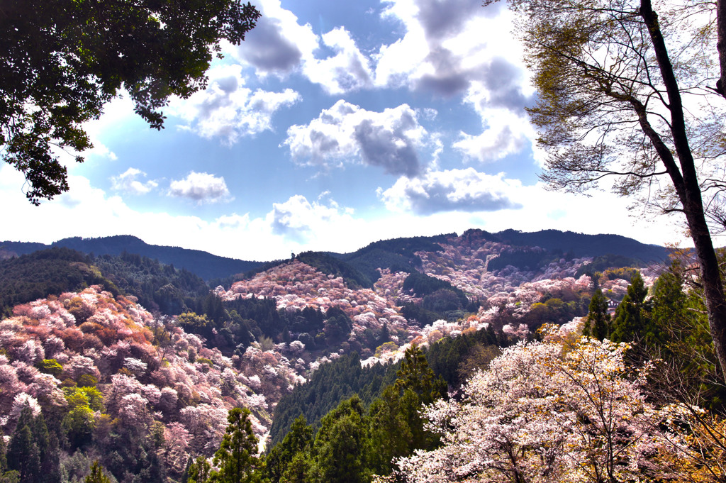 【中古】 大人の桜旅 一度は見に行きたい日本の桜名所＆名桜５００景 ２００７/ニューズ出版 Amazon.co.jp: 大人の桜旅―一度は見に行きたい日本の桜名所&名桜