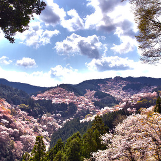 【日本さくら名所100選】春爛漫の中で見る絶景 近畿地方編