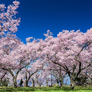 【日本さくら名所100選】春爛漫の中で見る絶景　中部 （長野・福井・石川・富山・新潟）編