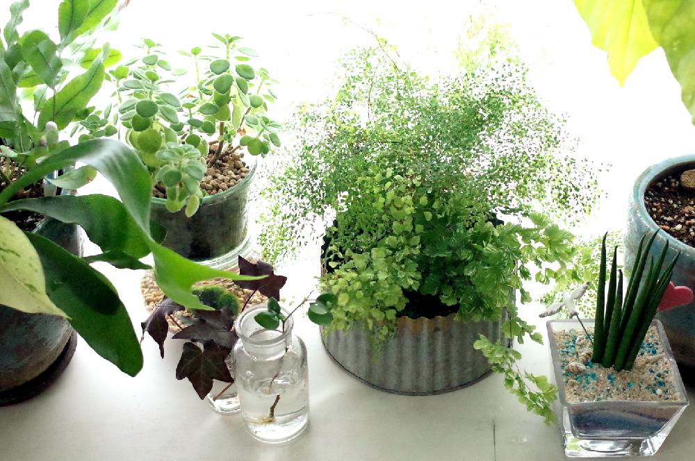 おうちのグリーンが元気に春を迎えるために 観葉植物の 冬のお手入れのコツ 特集 キナリノ