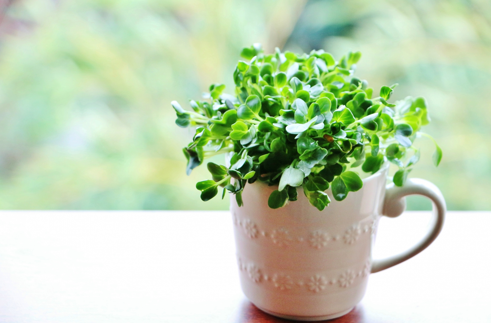 今日から始める水耕栽培 キッチン菜園 リボベジ のススメ キナリノ