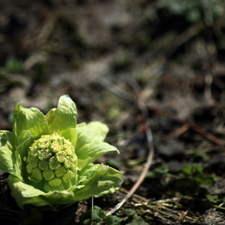 自然がもっと愛おしくなる。「二十四節気」を意識して、季節を感じる一年に。