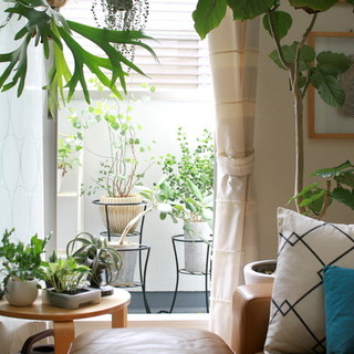この春からはじめる「グリーンのある暮らし」。お部屋ごとに適したインテリア実例集