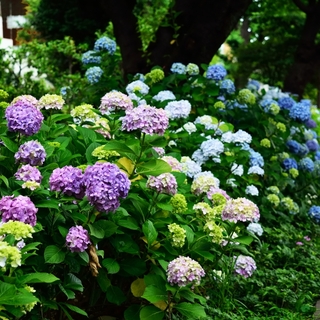 梅雨ならではの美しさに魅せられて　～  東京都の紫陽花（あじさい）名所・23区編  ～