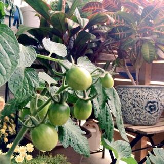 家計の味方！小さくて可愛い『ベジタブルガーデン』をはじめてみませんか？