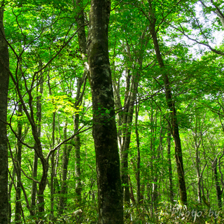 豊かな森と湖が織りなす世界遺産　青森県・秋田県～白神山地でのみどころ～