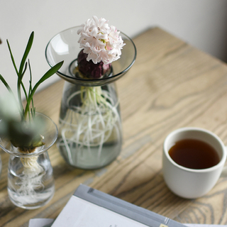 成長過程も楽しめる♪初心者さんでも簡単『水耕栽培』のススメ