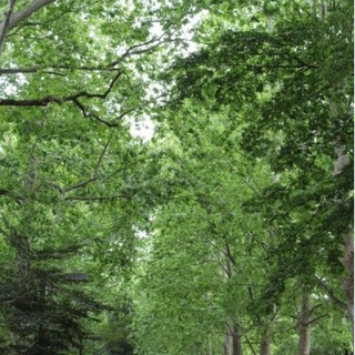 ★ボタニカル女子に捧ぐ★都心のおすすめ植物園5選