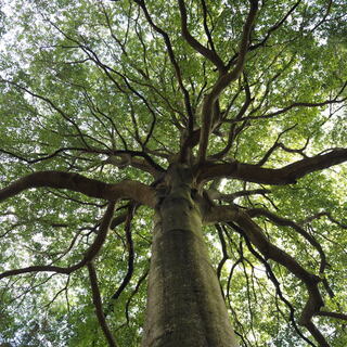 いくつ知ってる？緑もえる季節にそっと葉を落とす、日本の常緑樹『常磐木』