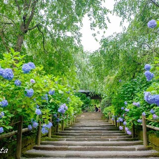 『鎌倉さんぽ』は梅雨こそ楽しい♪アジサイの見どころ&素敵スポット案内