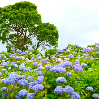 梅雨時期の【伊豆】に癒しを求めて。キーワードは「あじさいが咲く道」